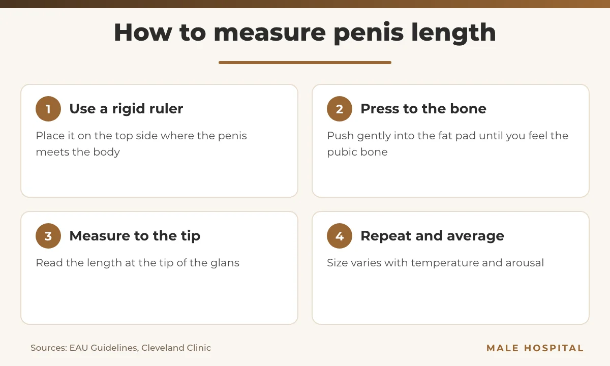 Infographic showing how to measure average penis size with the bone-pressed method