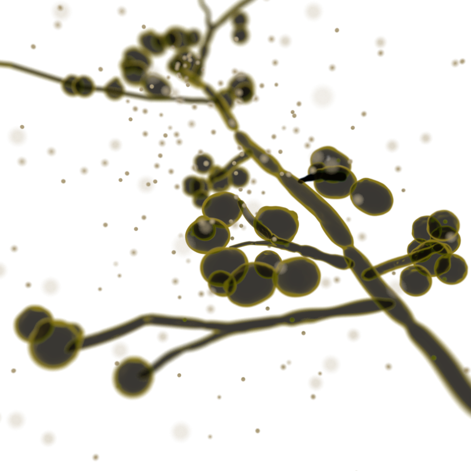 Illustration of Candida albicans, the yeast that most often causes balanitis