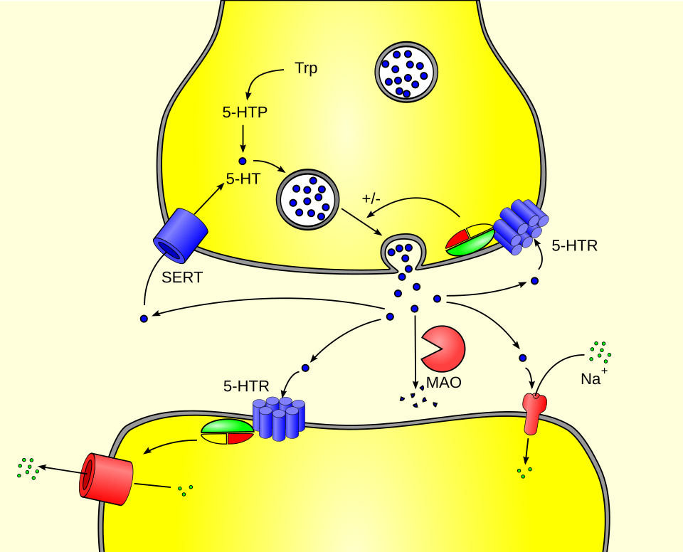 Diagram of a serotonin synapse showing the serotonin transporter (SERT) that dapoxetine blocks