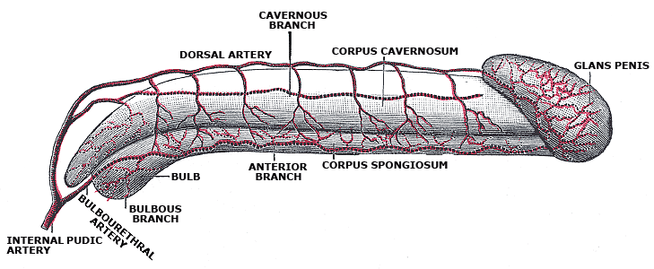 Diagram of the arteries of the penis, relevant to vascular causes of erectile dysfunction in young men