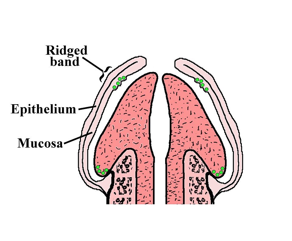 Diagram of the glans penis showing sensory receptor locations, relevant to glans filler