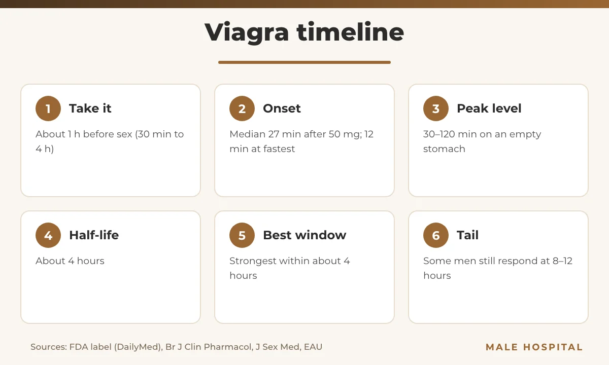 How long does Viagra last infographic: onset, peak level, half-life and window