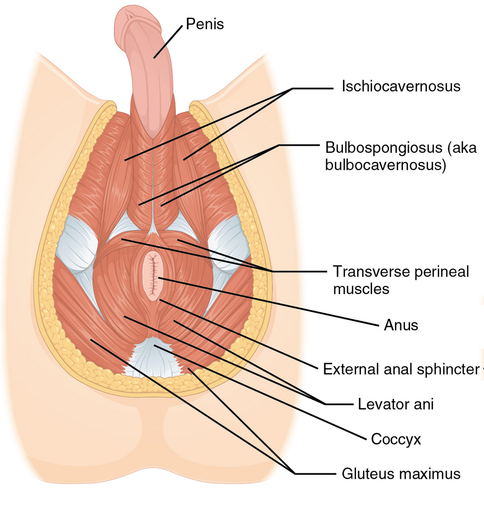 Diagram of the male perineum muscles involved in ejaculation, relevant to how to last longer in bed
