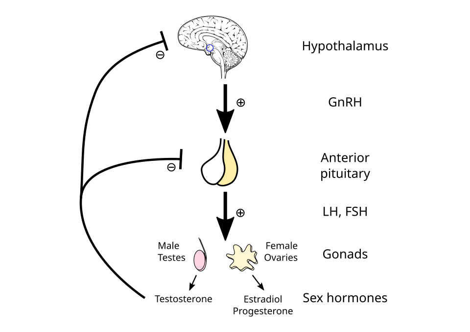 Diagram of the hypothalamic-pituitary-gonadal axis showing where low testosterone can start