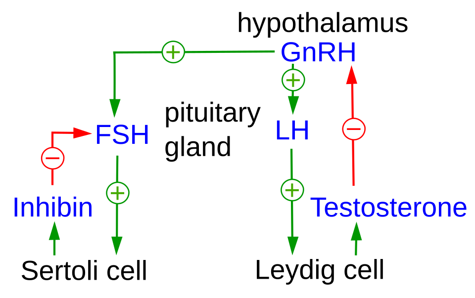 Diagram of the hypothalamus, pituitary and testis hormone axis that controls penile growth, relevant to micropenis