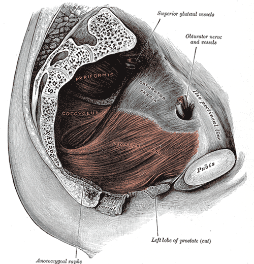 Anatomical diagram of the male pelvic floor showing the levator ani muscle, trained in pelvic floor exercises used among natural remedies for erectile dysfunction