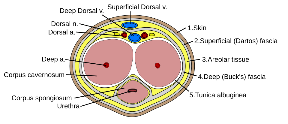Cross-section diagram of the penis showing the tunica albuginea, the sheath reshaped in penile curvature surgery
