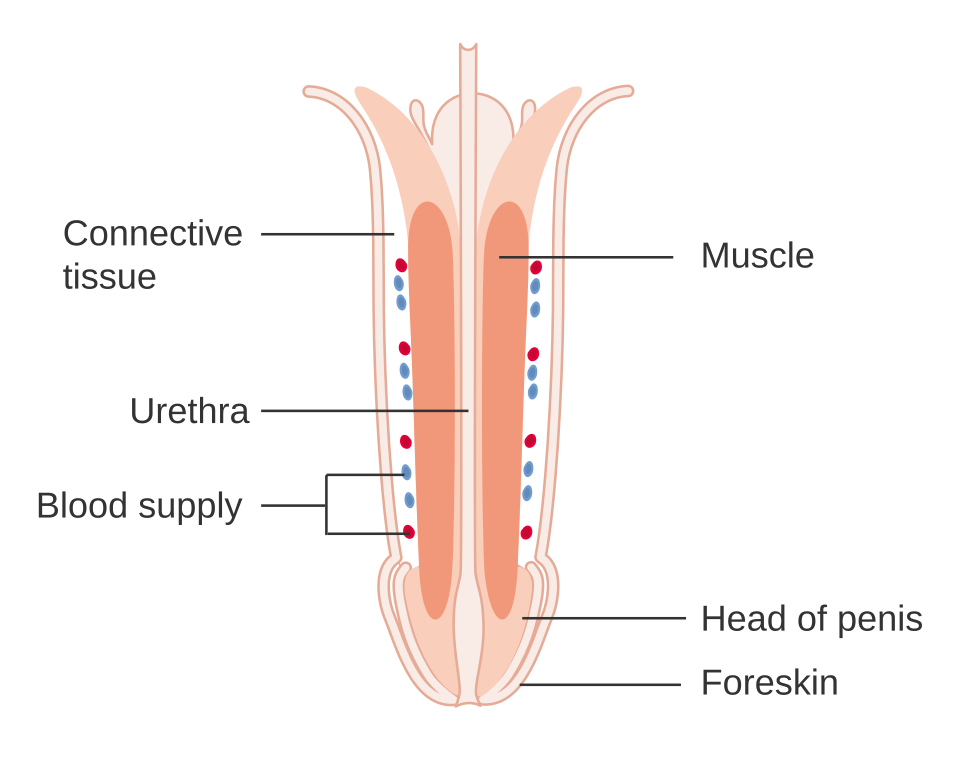 Diagram of penis anatomy showing the erectile tissue, urethra and blood supply, relevant to penile injections for erectile dysfunction