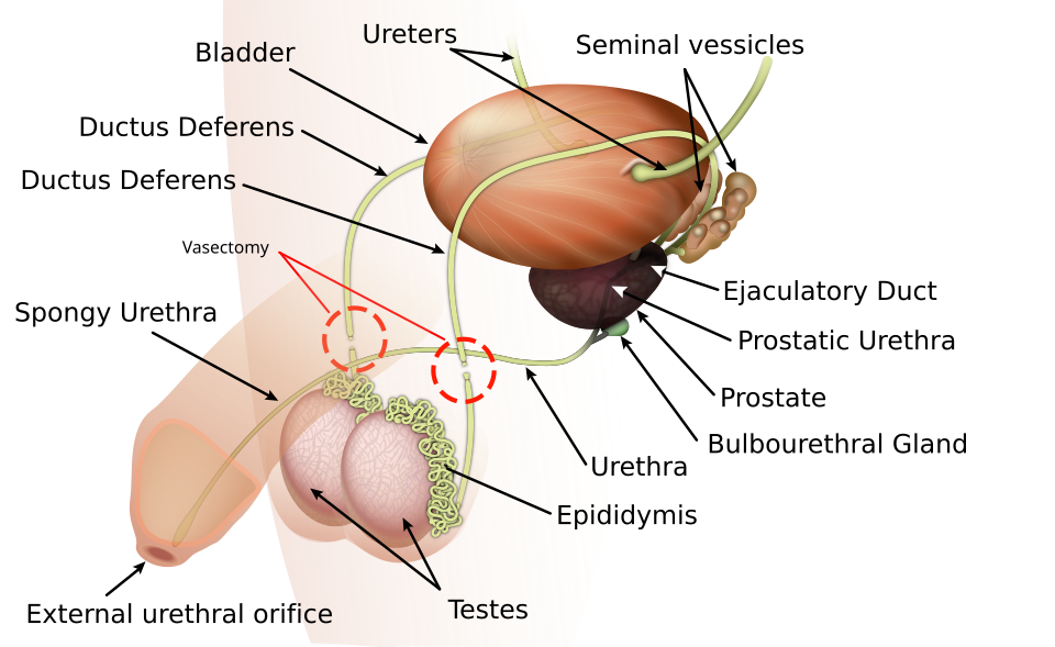 Diagram of the male internal reproductive organs involved in premature ejaculation, including prostate, seminal vesicles and urethra