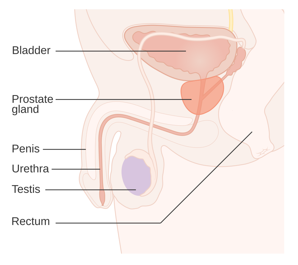 Diagram of the prostate gland below the bladder and in front of the rectum, the organ inflamed in prostatitis