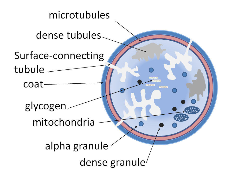 Diagram of the internal structure of a human blood platelet, the cell fragment concentrated in PRP for erectile dysfunction