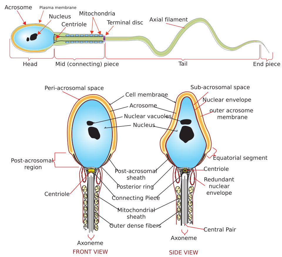 Diagram of a human sperm cell showing head, midpiece and tail, the structures assessed in a semen analysis
