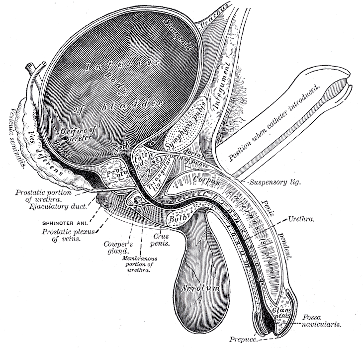 Anatomical diagram of the male pelvis showing the penile shaft, corpus cavernosum and crus penis, the areas treated in shockwave therapy for erectile dysfunction