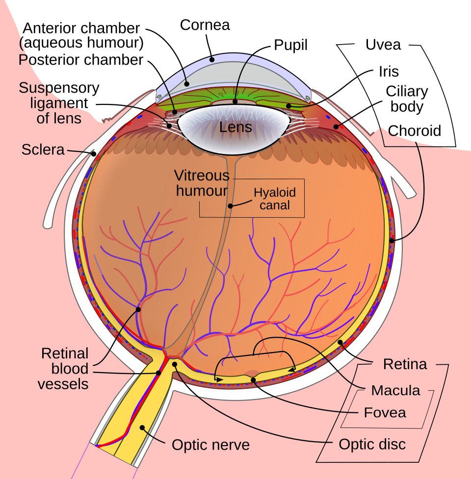 Sildenafil side effects on vision: diagram of the human eye showing the retina and optic nerve