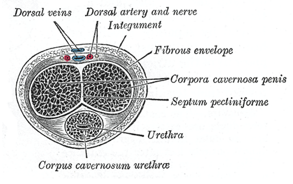 Cross-section diagram of the penis showing the two corpora cavernosa that a vacuum erection device fills with blood