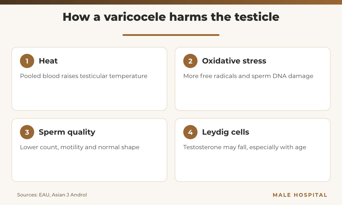 Varicocele infographic showing four ways it affects sperm and testosterone